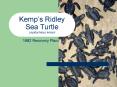 Kemps Ridley Sea Turtle Lepidochelys kempii PowerPoint PPT Presentation