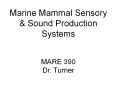 Marine Mammal Sensory PowerPoint PPT Presentation