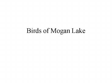 Birds of Mogan Lake