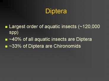 Diptera