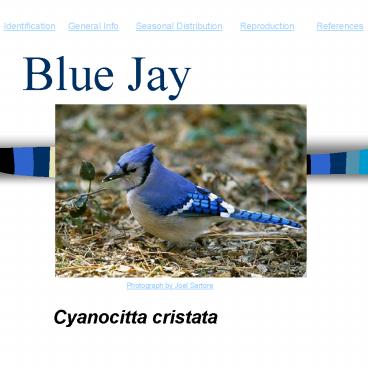 Blue Jay