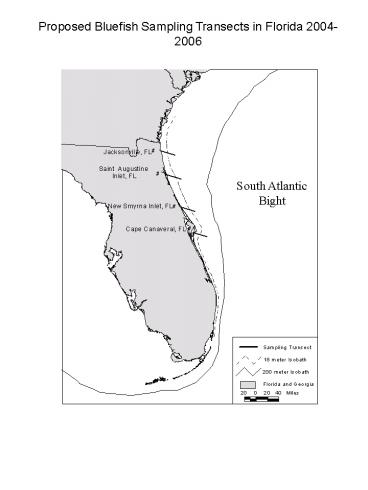 Proposed Bluefish Sampling Transects in Florida 2004-2006