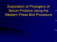 Exploration of Phylogeny of Serum Proteins Using the Western Press-Blot Procedure PowerPoint PPT Presentation