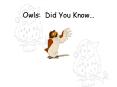 Owls: Did You Know PowerPoint PPT Presentation
