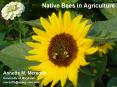 Native Bees in Agriculture PowerPoint PPT Presentation