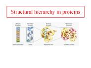 Structural hierarchy in proteins