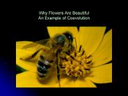 Why Flowers Are Beautiful