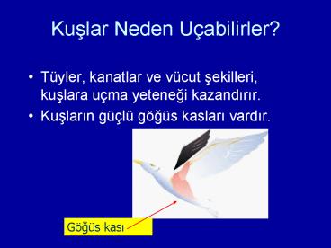 Kuslar Neden Uabilirler