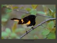 American Redstart