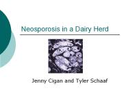 Neosporosis in a Dairy Herd
