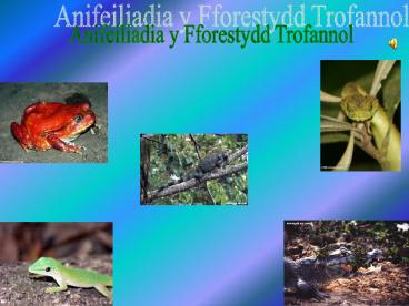 Anifeiliadia y Fforestydd Trofannol