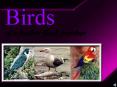 BIRDS IN HOMOEOPATHY PowerPoint PPT Presentation