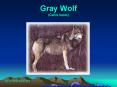 Gray Wolf (Canis lupus) PowerPoint PPT Presentation