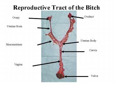 Reproductive Tract of the Bitch
