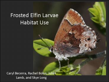 Frosted Elfin Larvae Habitat Use