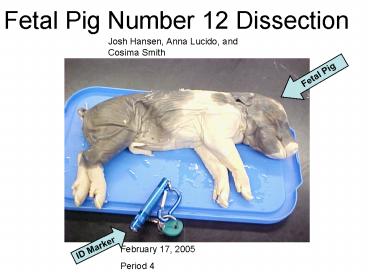 Fetal Pig Number 12 Dissection