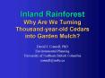 Inland Rainforest Why Are We Turning Thousandyearold Cedars into Garden Mulch PowerPoint PPT Presentation