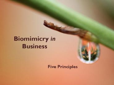 Biomimicry in Business