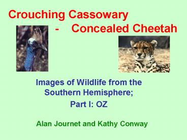 Images of Wildlife from the Southern Hemisphere