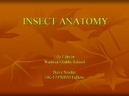 INSECT ANATOMY