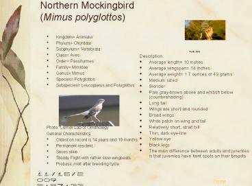 Northern Mockingbird Mimus polyglottos