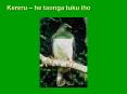 Kereru PowerPoint PPT Presentation