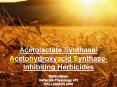 Acetolactate Synthase Acetohydroxyacid SynthaseInhibiting Herbicides PowerPoint PPT Presentation