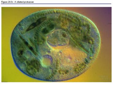 Figure 28.0x A ciliated protozoan