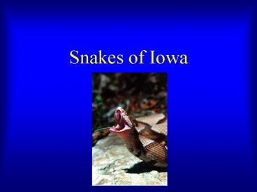 Snakes of Iowa