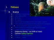 Mollusca