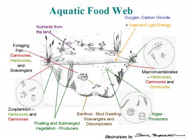 Aquatic Food Web