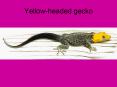 Yellowheaded gecko PowerPoint PPT Presentation