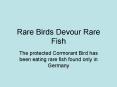 Rare Birds Devour Rare Fish PowerPoint PPT Presentation