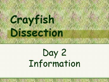 Crayfish Dissection