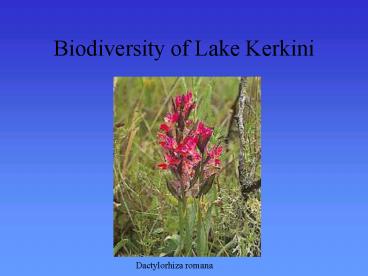 Biodiversity of Lake Kerkini