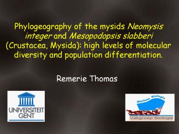 Phylogeography of the mysids Neomysis integer and Mesopodopsis slabberi