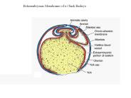 Extraembryonic Membranes of a Chick Embryo
