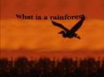 What is rainforest PowerPoint PPT Presentation