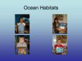 Ocean Habitats PowerPoint PPT Presentation