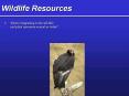 Wildlife%20Resources PowerPoint PPT Presentation