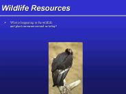 Wildlife%20Resources