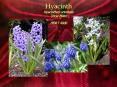 Hyacinth Hyacinthus orientalis Tricia Miller HORT 4000 PowerPoint PPT Presentation