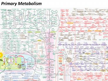 Primary Metabolism