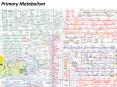 Primary Metabolism PowerPoint PPT Presentation