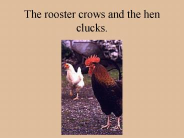 The rooster crows and the hen clucks'