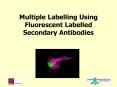 Multiple Labelling Using Fluorescent Labelled Secondary Antibodies PowerPoint PPT Presentation