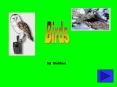 Birds PowerPoint PPT Presentation