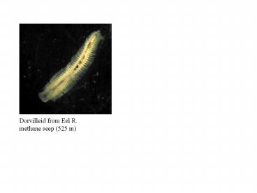 Dorvilleid from Eel R.