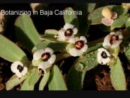 Botanizing%20in%20Baja%20California
