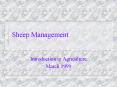 Sheep Management PowerPoint PPT Presentation